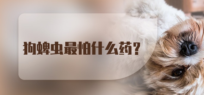 狗蜱虫最怕什么药？