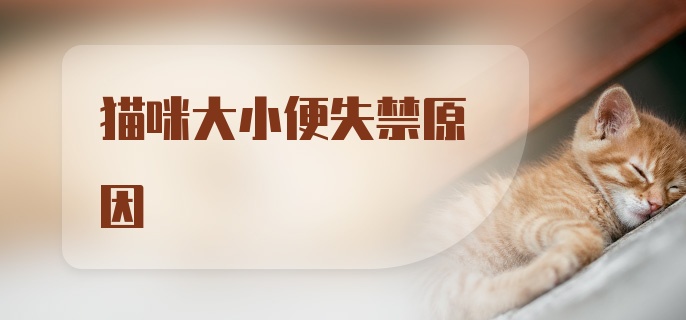 猫咪大小便失禁原因