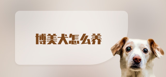 博美犬怎么养