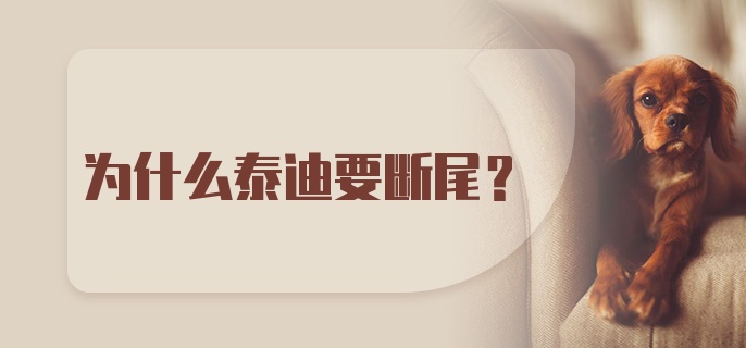 为什么泰迪要断尾？