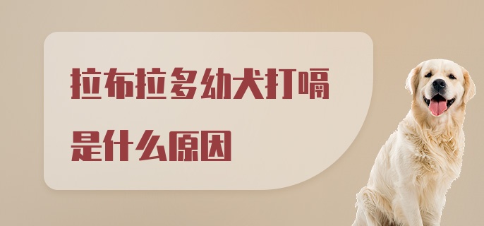 拉布拉多幼犬打嗝是什么原因