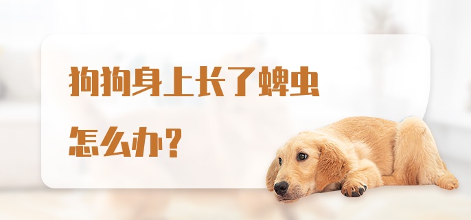 狗狗身上长了蜱虫怎么办？