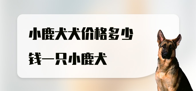 小鹿犬犬价格多少钱一只小鹿犬