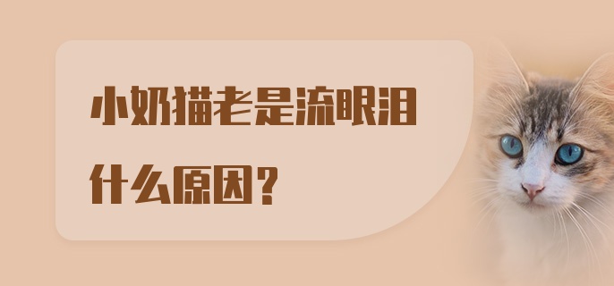 小奶猫老是流眼泪什么原因？