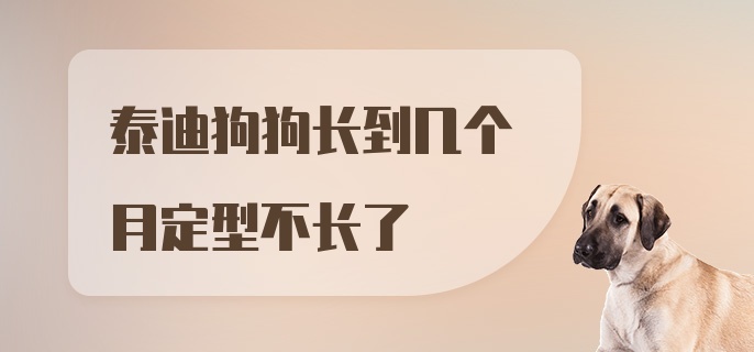 泰迪狗狗长到几个月定型不长了