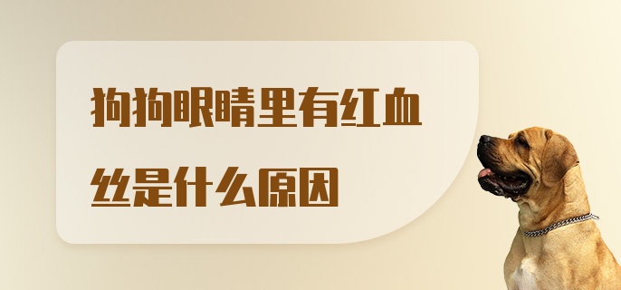 狗狗眼睛里有红血丝是什么原因