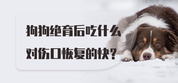 狗狗绝育后吃什么对伤口恢复的快？