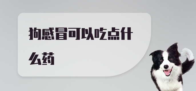 狗感冒可以吃点什么药