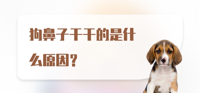 狗鼻子干干的是什么原因？