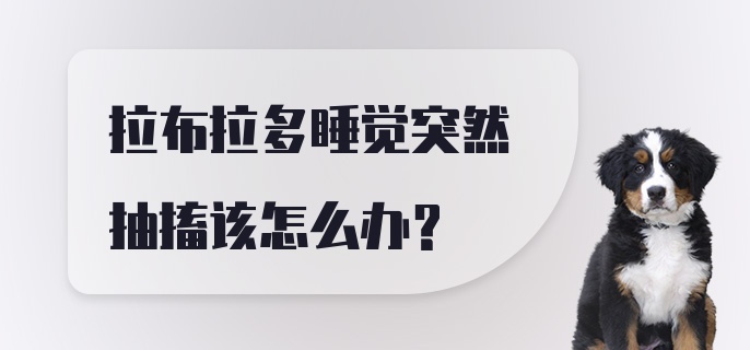 拉布拉多睡觉突然抽搐该怎么办？