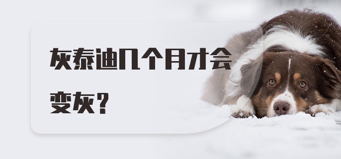 灰泰迪几个月才会变灰?