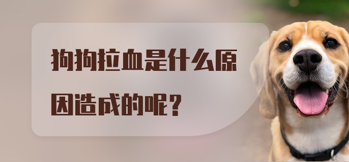 狗狗拉血是什么原因造成的呢？