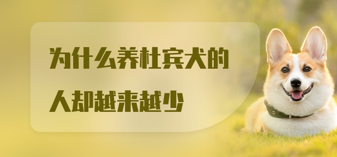 为什么养杜宾犬的人却越来越少