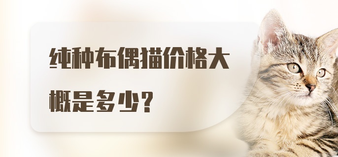 纯种布偶猫价格大概是多少？