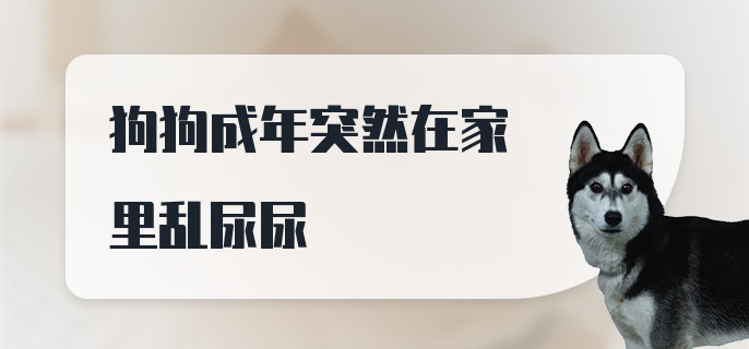 狗狗成年突然在家里乱尿尿