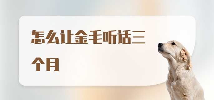 怎么让金毛听话三个月