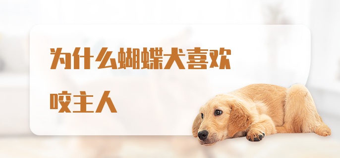 为什么蝴蝶犬喜欢咬主人