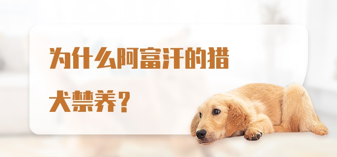 为什么阿富汗的猎犬禁养？