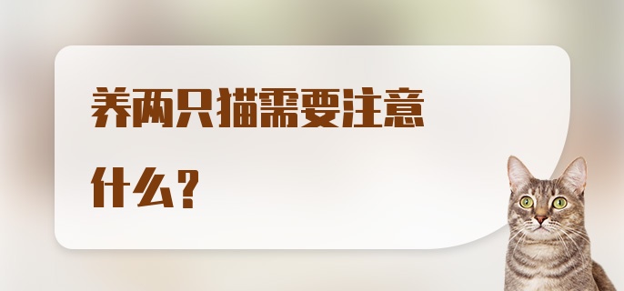 养两只猫需要注意什么?