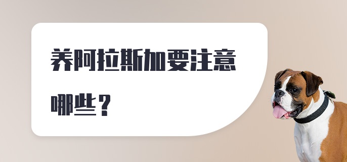 养阿拉斯加要注意哪些？