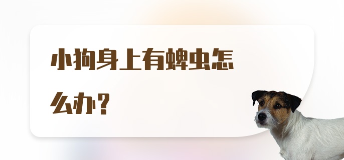 小狗身上有蜱虫怎么办?