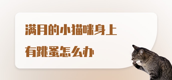 满月的小猫咪身上有跳蚤怎么办