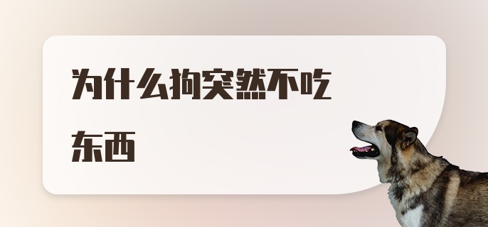 为什么狗突然不吃东西