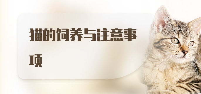 猫的饲养与注意事项