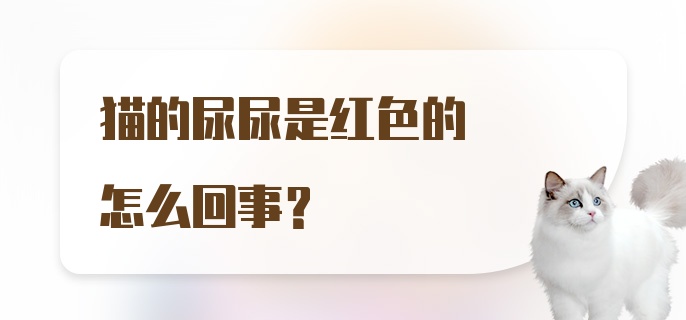 猫的尿尿是红色的怎么回事？