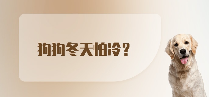 狗狗冬天怕冷？