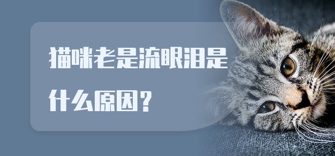 猫咪老是流眼泪是什么原因?