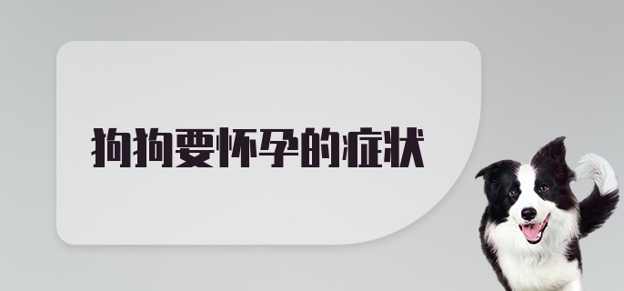 狗狗要怀孕的症状