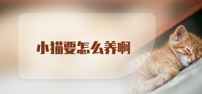 小猫要怎么养啊