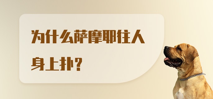 为什么萨摩耶往人身上扑？