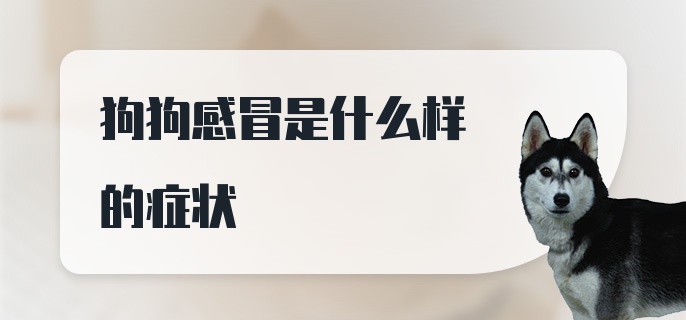 狗狗感冒是什么样的症状