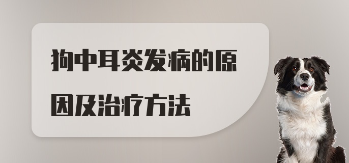 狗中耳炎发病的原因及治疗方法