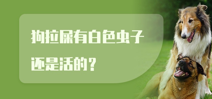 狗拉屎有白色虫子还是活的？