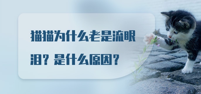 猫猫为什么老是流眼泪？是什么原因？