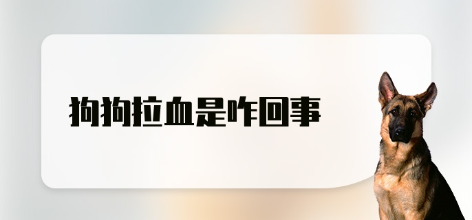 狗狗拉血是咋回事