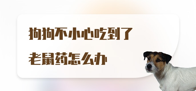 狗狗不小心吃到了老鼠药怎么办