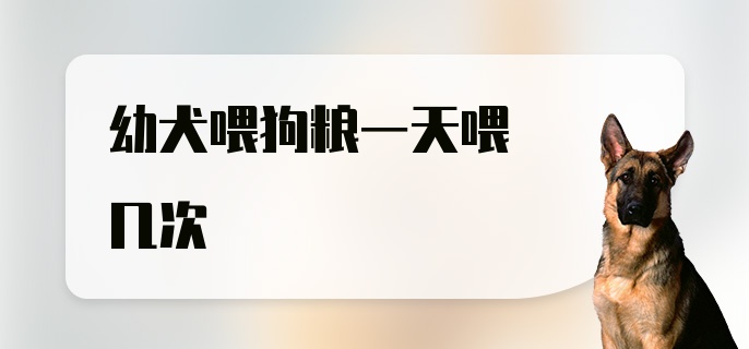 幼犬喂狗粮一天喂几次