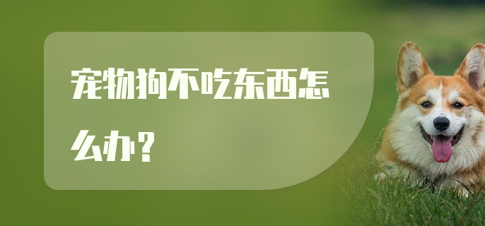 宠物狗不吃东西怎么办?