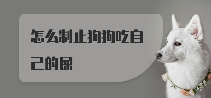 怎么制止狗狗吃自己的屎