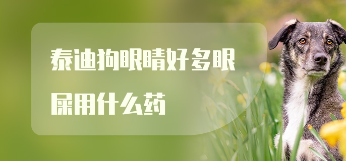 泰迪狗眼睛好多眼屎用什么药