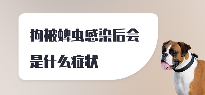 狗被蜱虫感染后会是什么症状