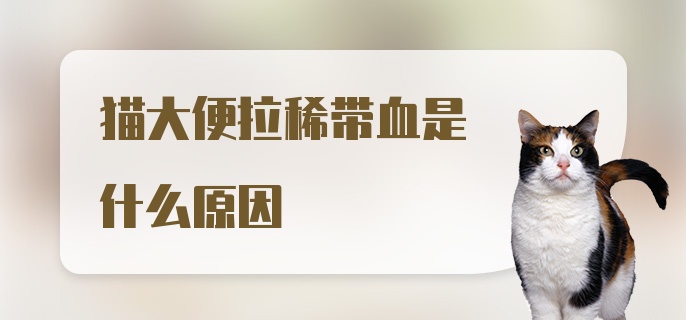 猫大便拉稀带血是什么原因