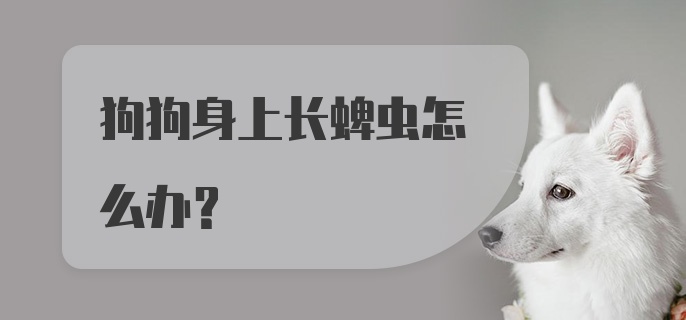 狗狗身上长蜱虫怎么办?