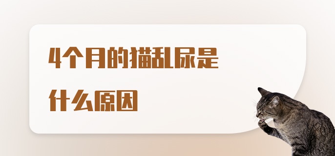 4个月的猫乱尿是什么原因