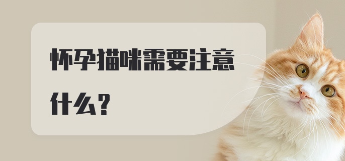 怀孕猫咪需要注意什么？