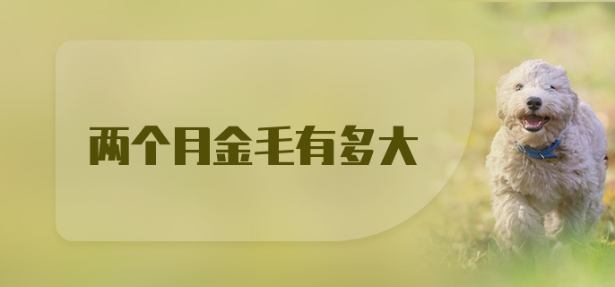 两个月金毛有多大